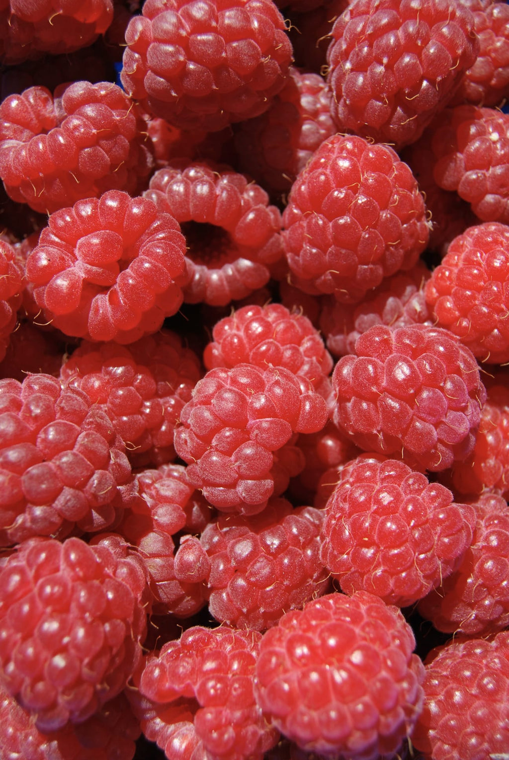 Himbeere im Honig 250g
