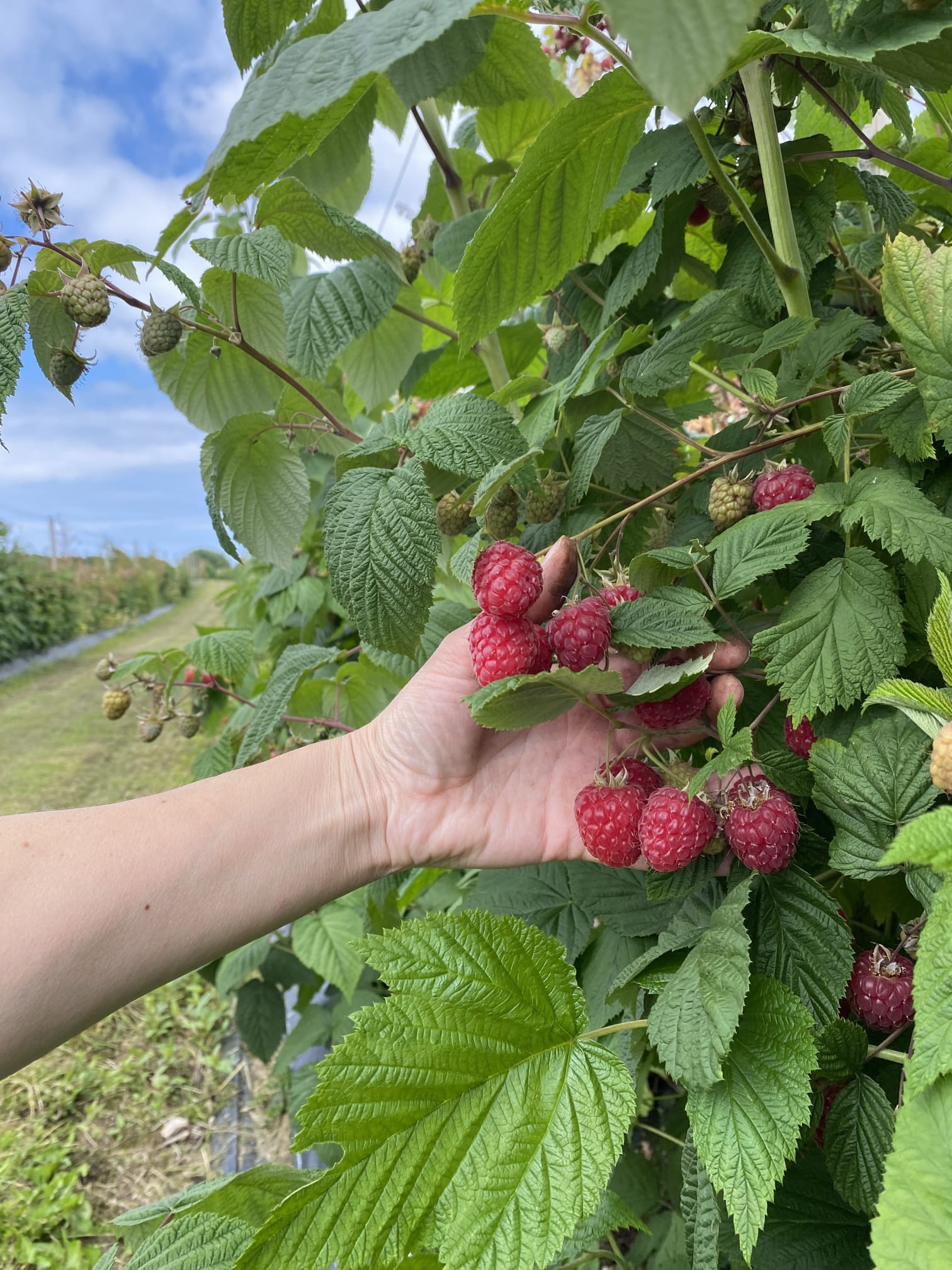 Brombeere im Honig 250g