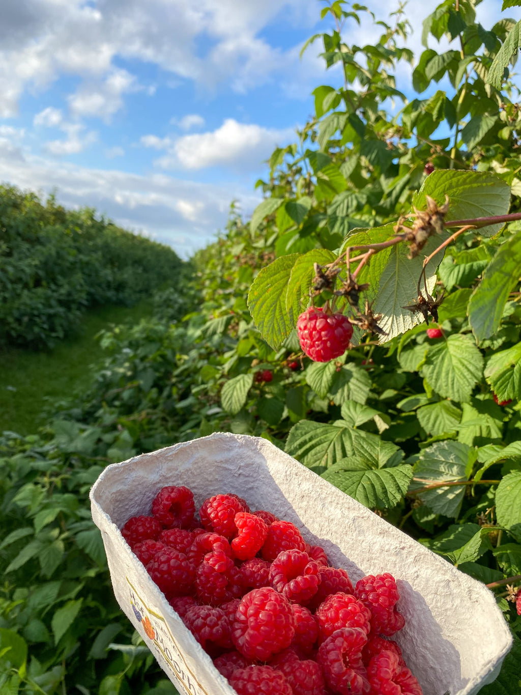 Himbeere im Honig 250g